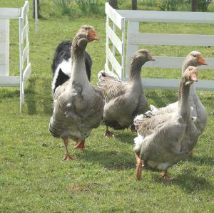 Duck Herding- and Easter activity
