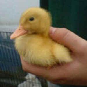 Ducklings to cuddle- children's mobile farm