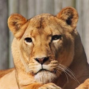 Lioness available for film, television and photography