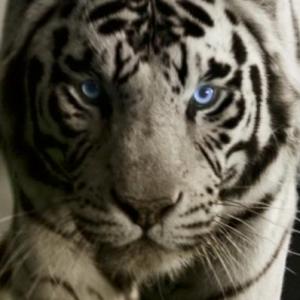 White Tiger available for film, television and photography