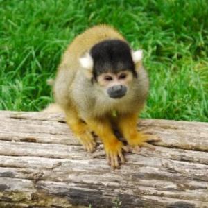 Black Cap Squirrel Monkey available for film, television and photography