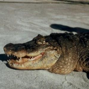 Alligator available for film, television and photography