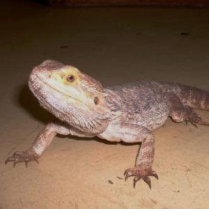Bearded Dragon available for film, television and photography