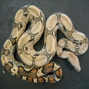 Boa Constrictor available for film, television and photography