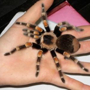 Mexican Redknee Tarantula available for film, television and photography