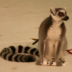 Lemur available for film, television and photography