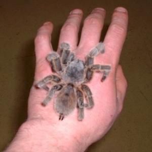 Chilean Rose Tarantula available for film, television and photography