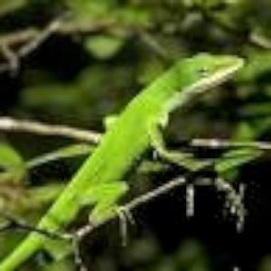 Carolina Anole available for film, television and photography