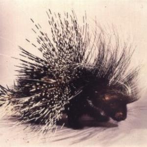 Porcupine available for film, television and photography