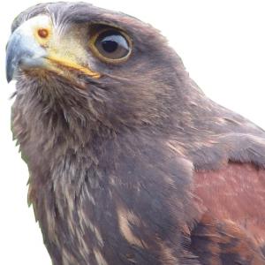 Harris Hawk available for film, television and photography