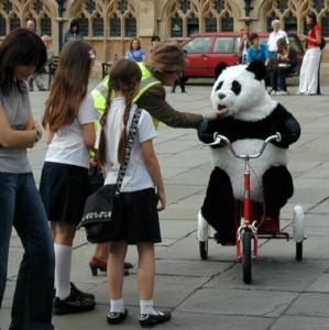 Panda on a Tricycle