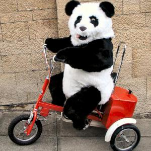 Panda on a Tricycle