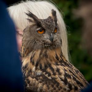 Amberley Castle Falconry