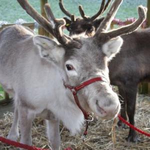 We do real reindeer too- Click for more!