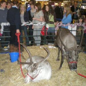 2 reindeer in pen for petting