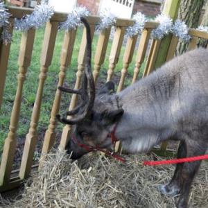 reindeer