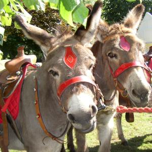 Donkeys for film, television and photography
