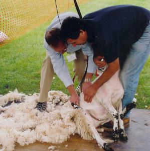 sheep shearing demonstration