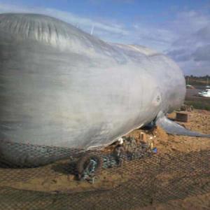 Giant Whale