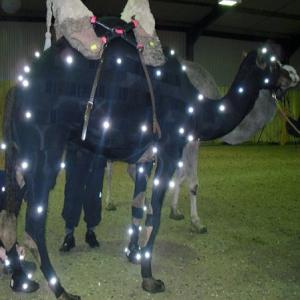 The first camel ever to be used in MoCap (Motion Capture for CGI) 