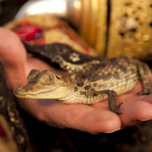 Caiman available for film, television and photography