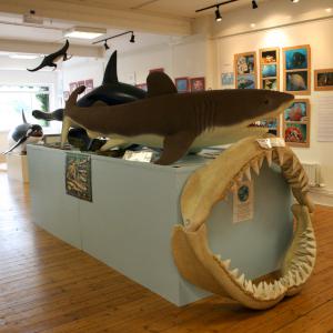 Marine creatures also available for events