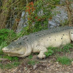 Marine creatures also available for events